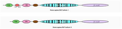 The Role of Ki67 in Evaluating Neoadjuvant Endocrine Therapy of Hormone Receptor-Positive Breast Cancer